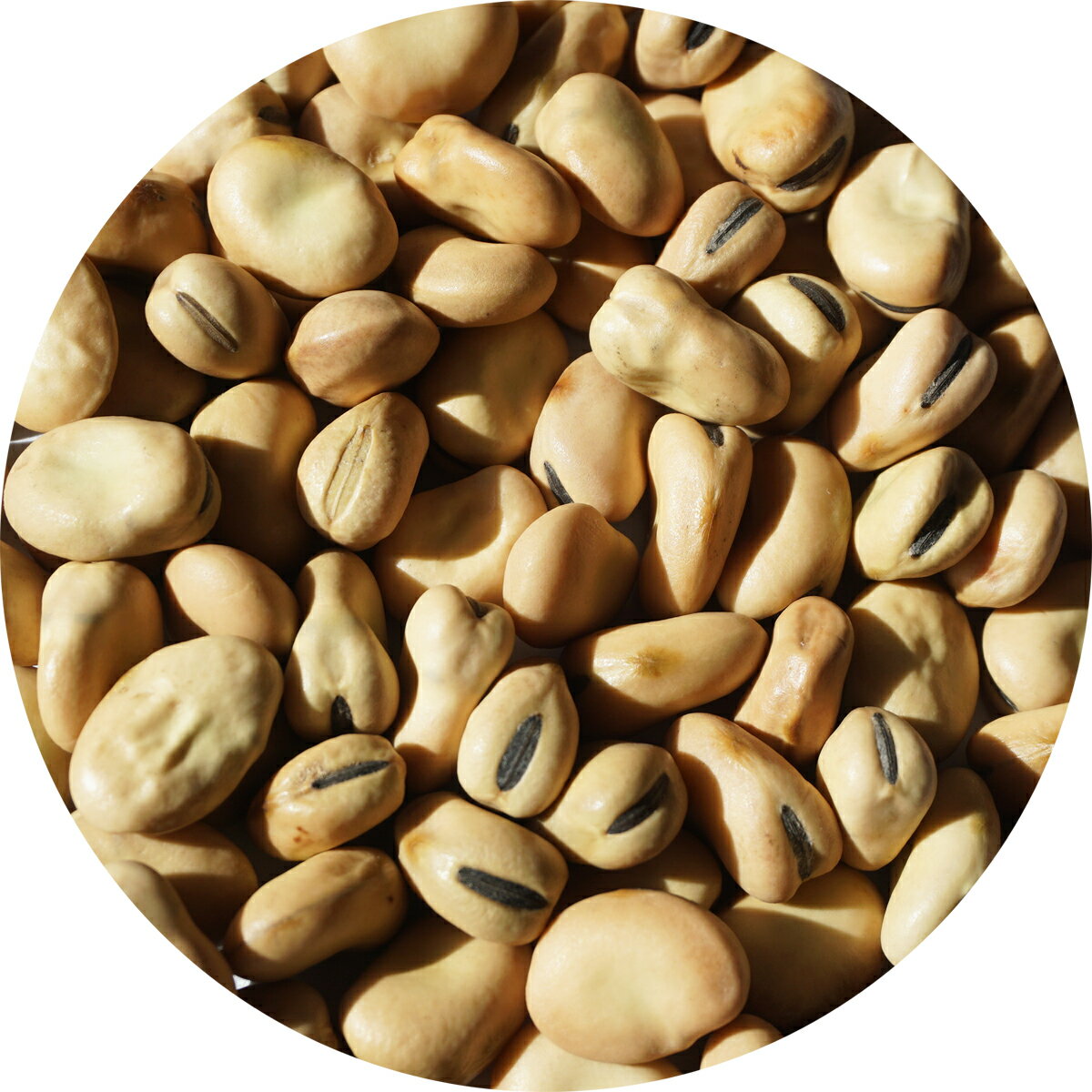 աաƦƦޥƦŷƦޤfulmedamesĥȸƦfavabeansfulbeansBroadbean