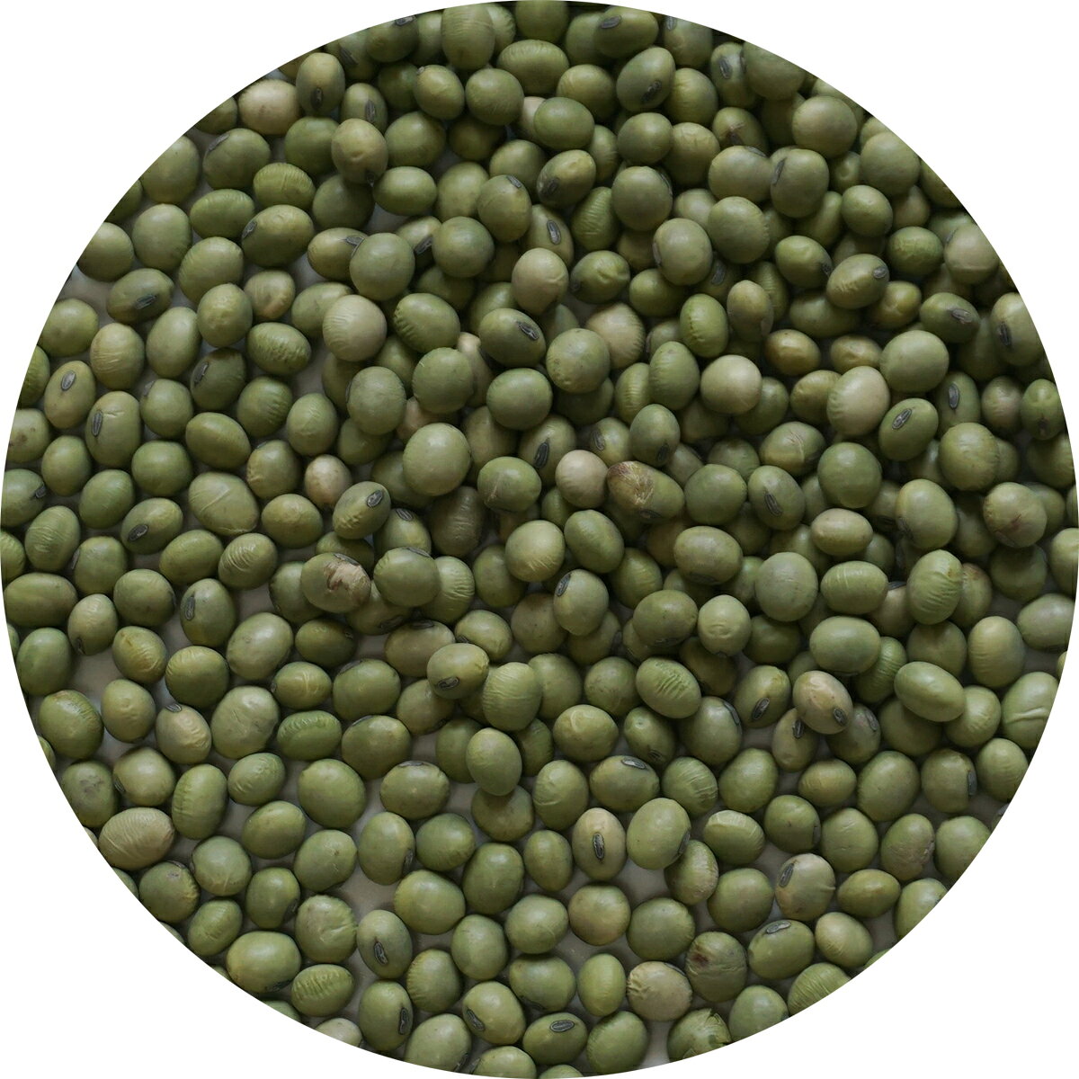 2024ǯٻ̸ƦƦФƦgreensoybeanĹᲣŲ