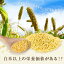 もちあわ 10kg アワ 粟 あわ 糯アワ foxtail millet bengal grass 穀物 雑穀米
ITEMPRICE