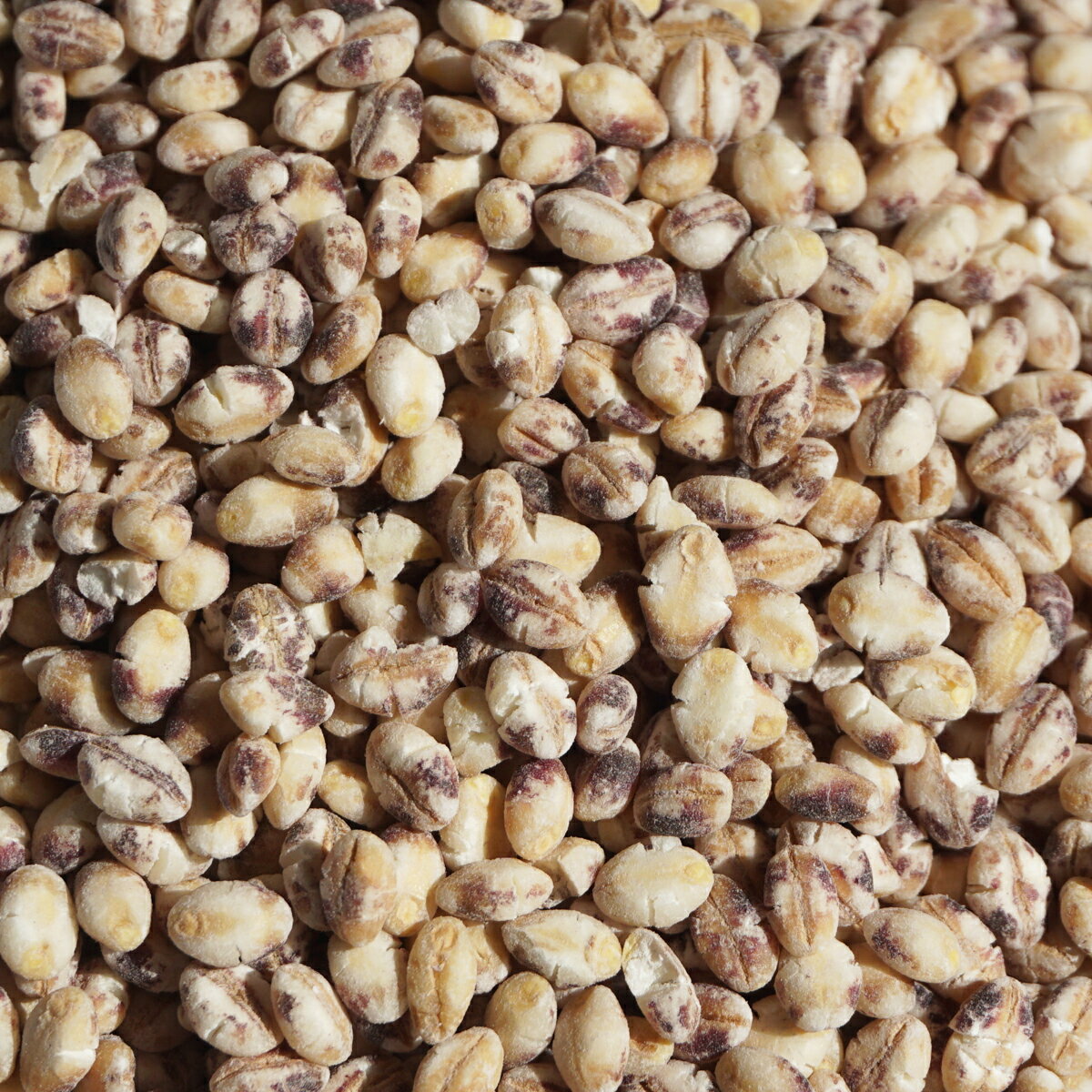 国産 もちむぎ 1kg もち麦 モチムギ モチ麦 雑穀米 雑穀 ダイシモチ 2