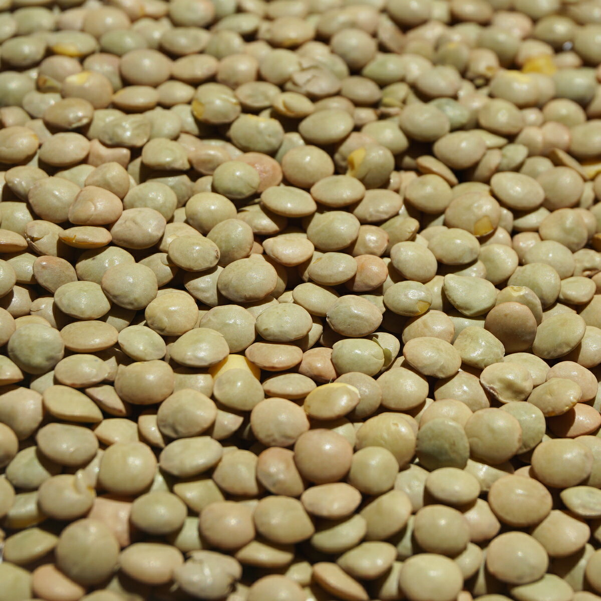 10kg ブラウン レンテル 茶 lentil レン