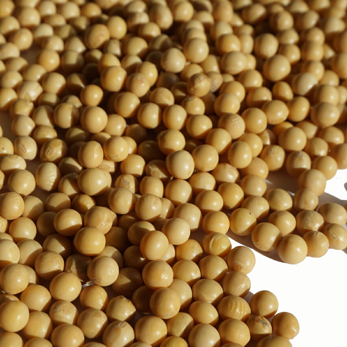 北海道産 大豆 極小粒 鈴丸 5kg 3mm玉 4mm玉 アメ横 大津屋 soybean ダイズ だいず 北海道 小粒 2