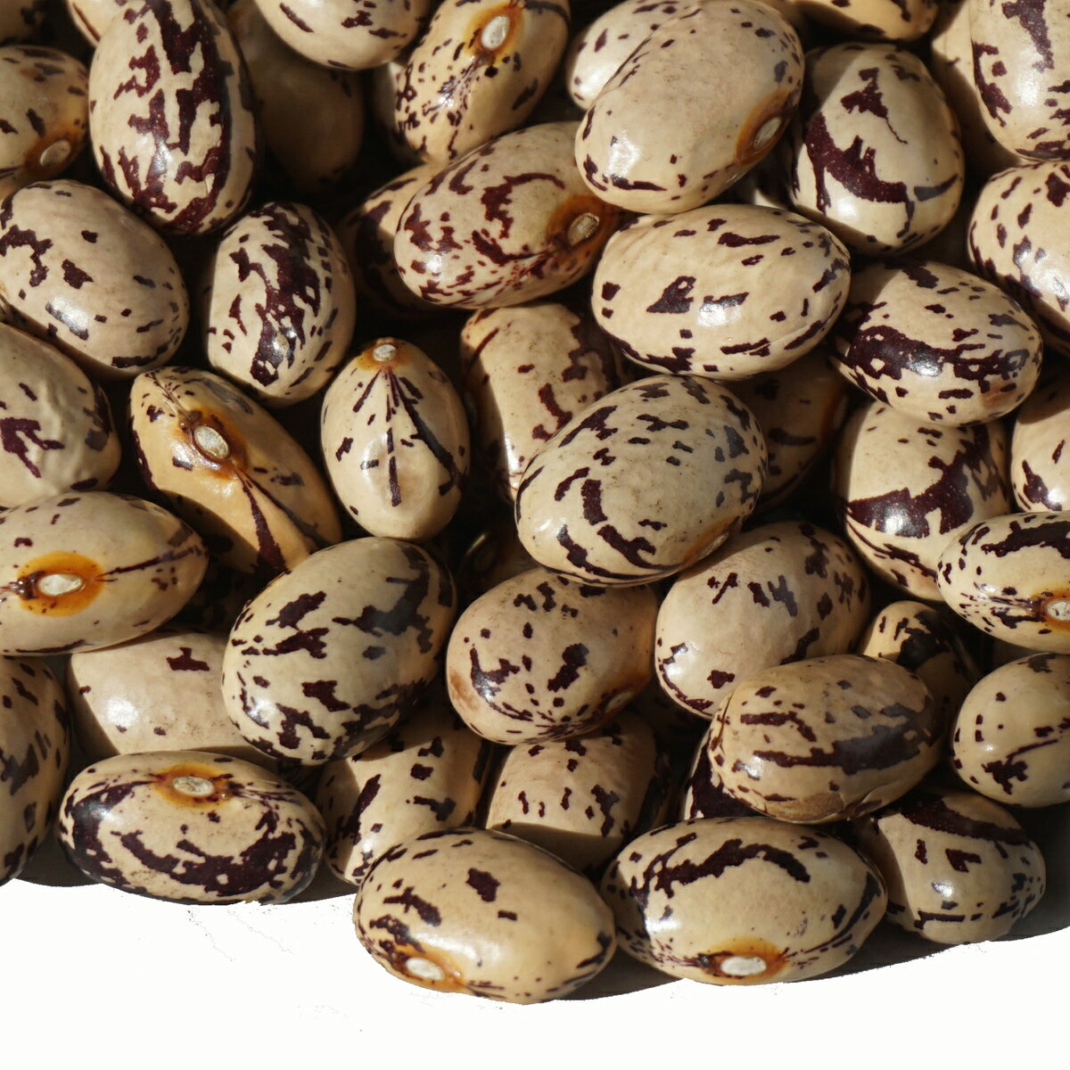 2022年度産 北海道産 中長うづら豆 10kg 隠元豆 隠元 インゲン うづら 菜豆 三度豆 pinto bean 中長 うづら豆 豆 3