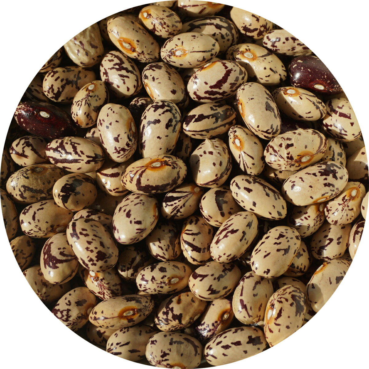 2022年度産 北海道産 中長うづら豆 10kg 隠元豆 隠元 インゲン うづら 菜豆 三度豆 pinto bean 中長 うづら豆 豆 1