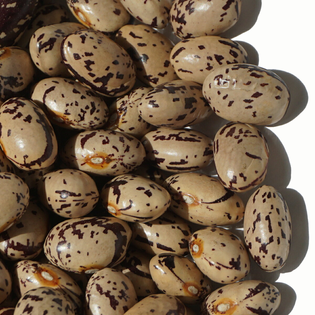 2022年度産 北海道産 中長うづら豆 10kg 隠元豆 隠元 インゲン うづら 菜豆 三度豆 pinto bean 中長 うづら豆 豆 2