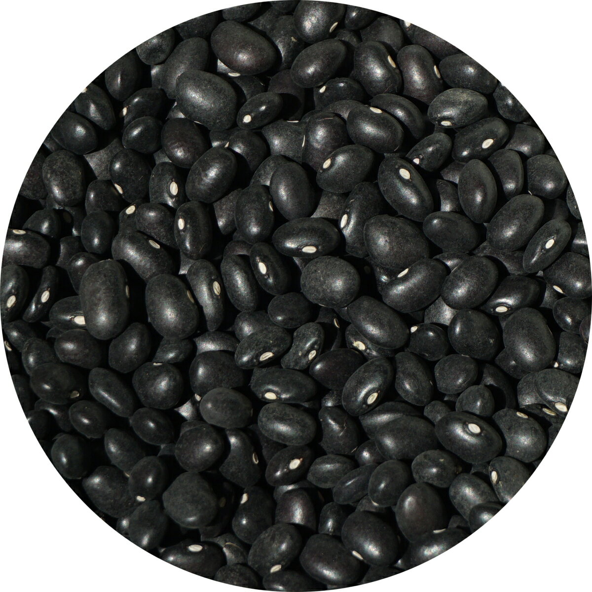 黒インゲン豆 5kg black bean 豆 いんげん豆 フェイジャオン フェイジョン フェジョン プレット feij?o phaseolus vulgaris インゲンマメ black turtle bean インゲン豆 ブラック ビーン