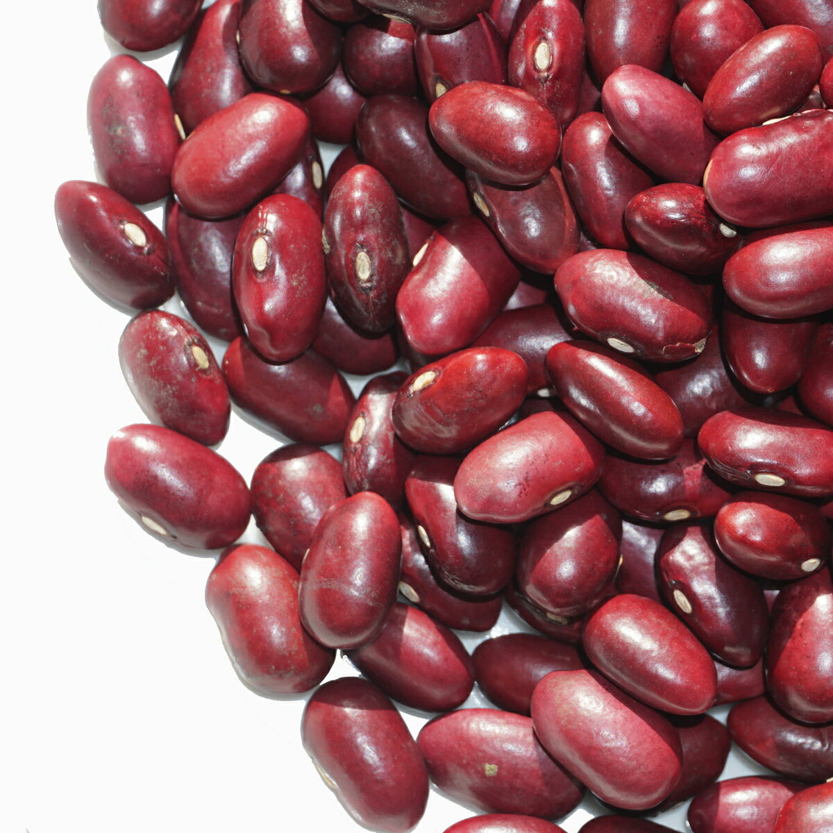 2023ǯٻ ̳ƻ  500g Ʀ ŤƦ Ʀ  󥲥 Ť Ʀ Ʀ pinto bean  