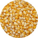 ポップコーン 1kg トウモロコシ 種 popcorn ポップ コーン