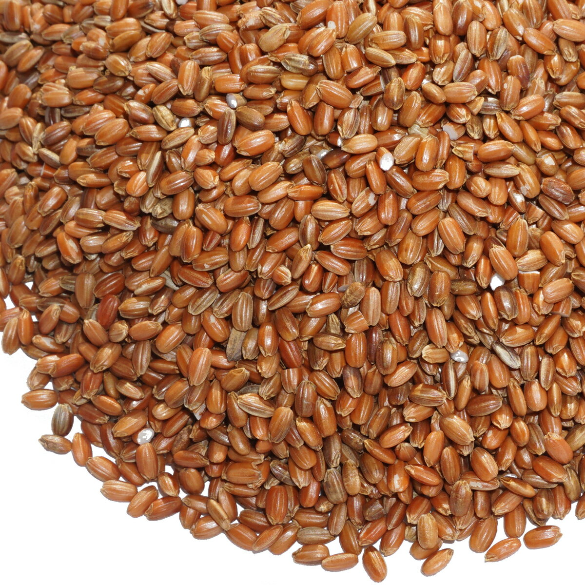 赤米 国産 10kg あかごめ あかまい 古代米 有色米 色素米 雑穀米 雑穀 ?米 red rice