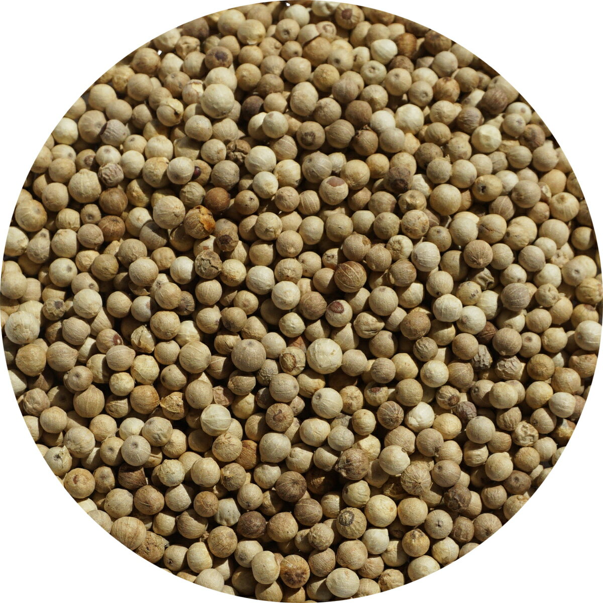 ホワイトペッパーホール 10kg【送料無料】White Pepper Whole,原型,ホワイトペッパーホール,白胡椒,胡椒,コショウ,スパイス,ハーブ,調味料,業務用,神戸スパイス,仕入,