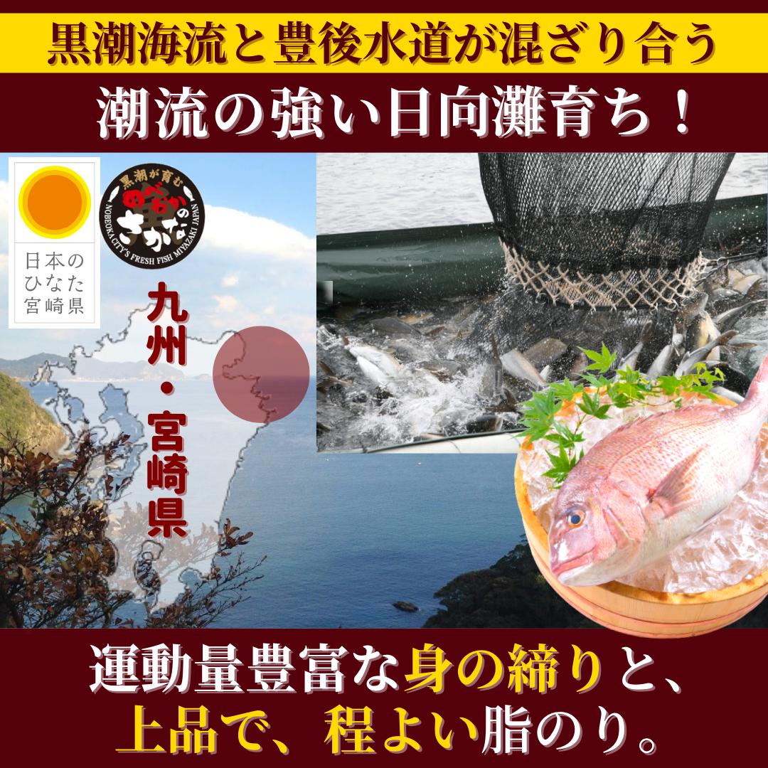 【4/4(金)20時～！旬の桜鯛フェア！1個で400円、2個で1,300円OFF！7日間☆お花見クーポンSALE開催！】刺身 真鯛 まだい お刺身 刺し身 さしみ たい 湯引き ギフト 切り方レシピ付き お取り寄せ お取りせグルメ グルメ 海鮮 ◆＜真鯛の塩〆湯引き約300g＞