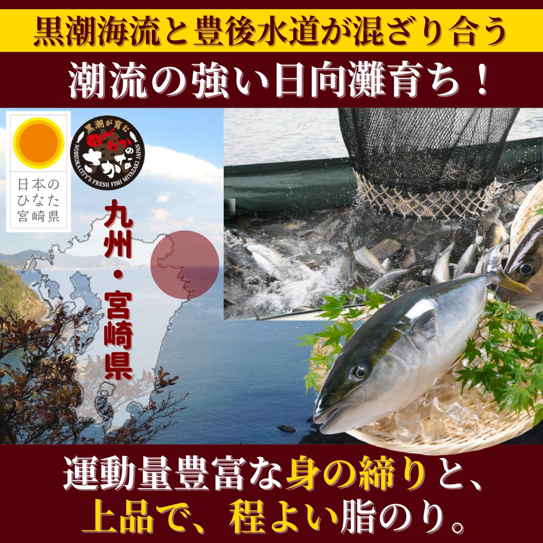 ぶり 1尾 寒ブリ 刺身 冷蔵 柵 バレンタイン 母の日 父の日 敬老の日 ギフト おつまみ 海鮮 切るだけ◆＜ 活〆日向灘ぶり(はまち）1尾ラウンド＞