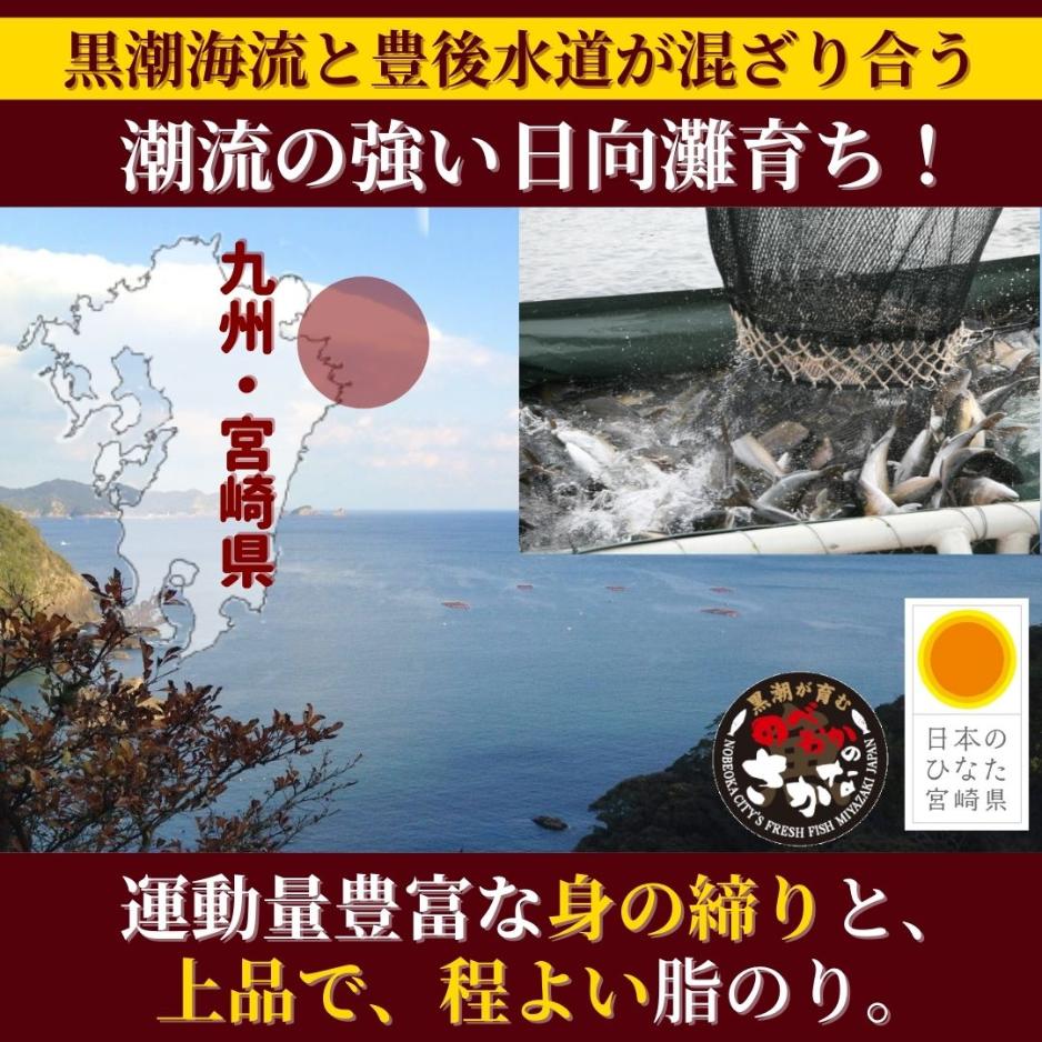 冷蔵 柵 バレンタイン 母の日 父の日 敬老の日 ◆＜うまみ極点かんぱち・真鯛塩〆湯引き・日向灘ひらめ昆布〆／職人仕込み3種セット（800-900g）＞ 2