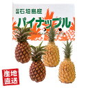 【6月上旬までの限定販売】食べ比べセット 産地直送 石垣産 スナックパイン&ピーチパイン 2kg(2〜3玉)/ 3kg(3〜5玉)【送料無料】沖縄特産 国産 フ...