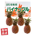 【4月下旬〜6月上旬頃までの限定販売】産地直送 石垣島産 ピーチパインパイン 2kg(2〜3玉)/ 3kg(3〜5玉)【送料無料】沖縄特産 国産 フルーツ おい...