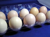 烏骨鶏の卵　（うこっけいのたまご｜ウコッケイのタマゴ）　70個