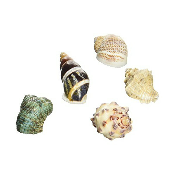 【3個セット】 三晃商会 オカヤドカリの宿替え貝がらS