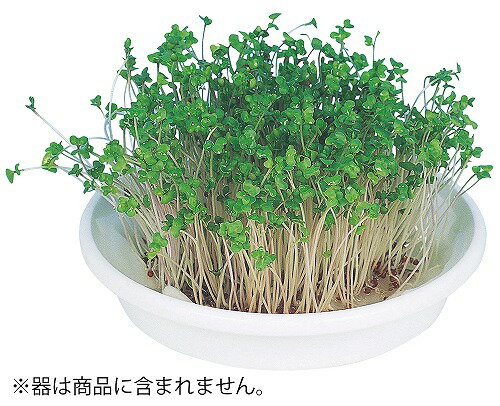 アーテック ArTec 水耕栽培ユニット ブロッコリースプラウト 野菜 キッズ 理科 自由工作 室内 栽培 食育 知育 宿題 学校教材 子供 実験 栽培セット スポンジ 学校 ガーデニング 教材 家庭菜園 学校用品 園芸 冬休み カイワレ大根 ベビーリーフ 高品質