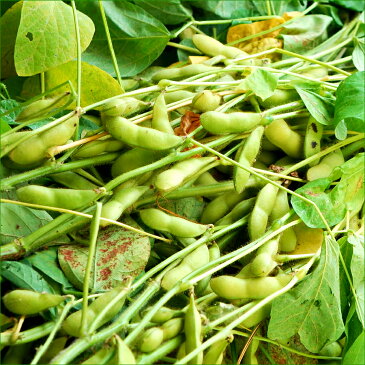 【予約】山形県産 枝豆 庄内茶豆 秀品(5kg)【山形産/正規品/まめ/マメ/豆/枝豆/茶豆/庄内ちゃ豆/だだちゃ豆同品種/白山だだちゃ同品種/ギフト/贈り物/夏ギフト/最安値に挑戦/野菜/おつまみ/お摘み/人気/売れ筋/ランキング/産地直送/送料無料/山形県/お取り寄せ】