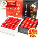 【7月上旬から順次出荷予定/日時指定OK】さくらんぼ 紅秀峰 600g (露地/特秀品/3Lサイズ/手詰め/化粧箱)【サクランボ 露地 サクランボ お中元 ギフト 贈り物 贈答 お祝い お礼 お返し 内祝い プレゼント 果物 フルーツ 山形県 東根市 産地直送 送料無料 】