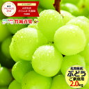 【9月上旬から順次出荷予定】産地厳選 ブドウ シャインマスカット 2kg(ご家庭用/2房〜6房)※日時指定はメールで※【 山形産 ぶどう ブド..