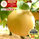 梨 【9月下旬から順次出荷予定】山形県 庄内刈屋産 刈屋梨 豊水 3kg(秀品/6玉〜8玉入り)※日時指定はメールで※【 山形産 和梨 豊水 なし ナシ 梨 和梨 御中元 お中元 夏 ギフト 送料無料 暑中見舞い 残暑見舞い プレゼント 果物 フルーツ 人気 産地直送 お取り寄せ 】