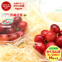 【順次出荷中】山形県産 さくらんぼ 佐藤錦 ダイヤパック(ハウス栽培/秀品/Mサイズ/100g×2パック)※日時指定はメールで※【2025 プレゼント 加温ハウ...