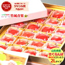 母の日！ぴったり！さくらんぼ 佐藤錦 プレミアムボックス(秀品/2Lサイズ/24粒)