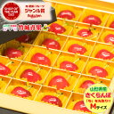 【5月下旬から順次出荷予定】山形県産 さくらんぼ 佐藤錦 プレミアムボックス(秀品/Mサイズ/24粒入り)※日時指定はメールで※【2025 お中元 夏 プレゼン...