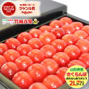 父の日！ぴったり！さくらんぼ 佐藤錦 300g (秀品/2Lサイズ/手詰め/化粧箱入り)