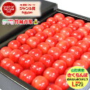 【6/10(月)～6/16(日)日時指定OK】父の日！ぴったり！さくらんぼ 佐藤錦 300g (秀品 ...