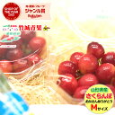 【6/9(月)〜6/15(日)日時指定OK】父の日!ぴったり!山形県産 さくらんぼ 佐藤錦 ダイヤパック(秀品/Mサイズ/100g×2) 【2025 山形県産 ...