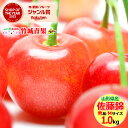 【6月上旬から順次出荷予定/日時指定可】山形県産 さくらんぼ 佐藤錦(露地/秀品/Mサイズ/1kg/ばら詰め)【2025 お中元 暑中見舞い 残暑見舞い 夏 プ...