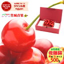 【6月中旬から順次出荷予定/日時指定OK】お中元 ギフトさくらんぼ 佐藤錦 500g (露地/秀品/2Lサイズ/ばら詰め)【 サ…