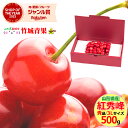 【7月上旬から順次出荷予定/日時指定OK】さくらんぼ 紅秀峰 500g (露地/秀品/3Lサイズ/バラ詰め)【サクランボ 露地 サクランボ お中元 ギフト 贈り物 贈答 お祝い お礼 お返し 内祝い プレゼント 果物 フルーツ 山形県 東根市 産地直送 送料無料 】