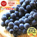 【8月下旬から順次出荷予定】山形県産 ご家庭用 ぶどう キャンベル 2kg(3〜10房)【山形産 ぶどう 葡萄 ご自宅用 ご家庭用 お得 訳あり わけあり お試...