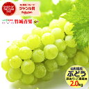 【8月下旬から順次出荷予定】山形県産 ブドウ ナイアガラ 2kg(ご家庭用/3房〜10房)【 山形産 ぶどう ブドウ 葡萄 ご自宅用 ご家庭用 お..