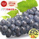 【8月下旬から順次出荷予定】山形県産 ブドウ スチューベン 2kg(ご家庭用/3房〜10房)【 山形産 ぶどう ブドウ 葡萄 ご自宅用 ご家庭用 お得 訳あり わけあり お試し 果物 フルーツ 人気 産地直送 送料無料 山形県 お取り寄せ 懐かしい 東北 】