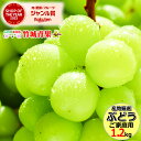 【9月上旬から順次出荷予定】産地厳選 ブドウ シャインマスカット 1.2kg(ご家庭用/2房〜6房)※日時指定はメールで※【 山形産 ぶどう ブ..