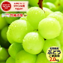 【9月上旬から順次出荷予定】産地厳選 ご家庭用 ぶどう シャインマスカット 2kg(2〜6房)※日時指定はメールで※【山形産 ぶどう ブドウ 葡萄 ご自宅用 ご...
