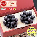 【9月中旬から順次出荷予定】産地厳選 ご家庭用 ぶどう ピオーネ ダイヤパック(250g×2P)※日時指定はメールで※【山形産 ぶどう ブドウ 葡萄 ご自宅用 ...