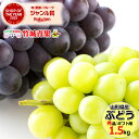 【9月中旬から順次出荷予定】山形県産 ぶどう ピオーネ&シャインマスカット 1.5kg(秀品/2〜3房)※日時指定はメールで※【山形産 ぶどう ブドウ 葡萄 御...