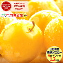 【9月中旬から順次出荷予定】山形県産 すもも 峰満イエロー 1.2kg(秀品/6〜10玉前後)※日時指定はメールで※【山形産 スモモ きよう プラム 高級プラム...