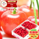 ★クール便出荷★ 即日発送実施中! 山形県産 さくらんぼ 佐藤錦or紅秀峰(露地/秀品/Mサイズ/700g/ばら詰め)※日時指定はメールで※【2025 お中元 ...