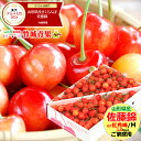 ★クール便出荷★ 即日発送実施中! 山形県産 ご家庭用 さくらんぼ 佐藤錦or紅秀峰(露地/Mサイズ/1kg/ばら詰め)※日時指定はメールで※【露地 露地物 訳...
