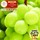 【出荷中】産地厳選 ブドウ シャインマスカット 1.2kg(ご家庭用/2房〜6房