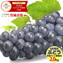 山形県産 ブドウ スチューベン 2kg(ご家庭用/3房〜10房)