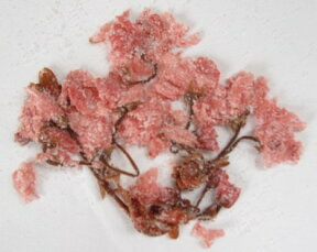 桜の花の塩漬け500g 業務用 さくら サクラ 桜の花 さくらの花 塩漬け 製菓 材料 和菓子 饅頭 ケーキ クッキー 桜茶 手作り 菓子【お取寄せ品】手作りキット製菓材料 スイーツ お菓子材料_菓子材料セット和菓子 業務用 桜の花 ひな祭り