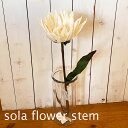 sola flower ソラフラワー　ソラステム　フラワーアレンジメント　インテリア　ステム　ウォーターリリィ プレゼント　ギフト