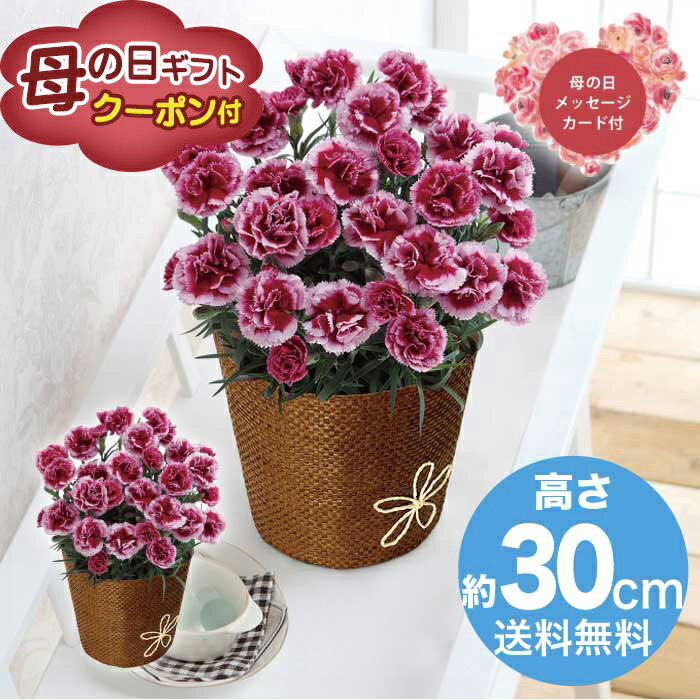 Rakuten - ＼期間限定500円OFFクーポン付／母の日 5/8-10お届け カーネーション・プラムタルト5号 2026 ギフト HANA 花 hana お祝い プレゼント 4000円 送料無料 [直送商品]